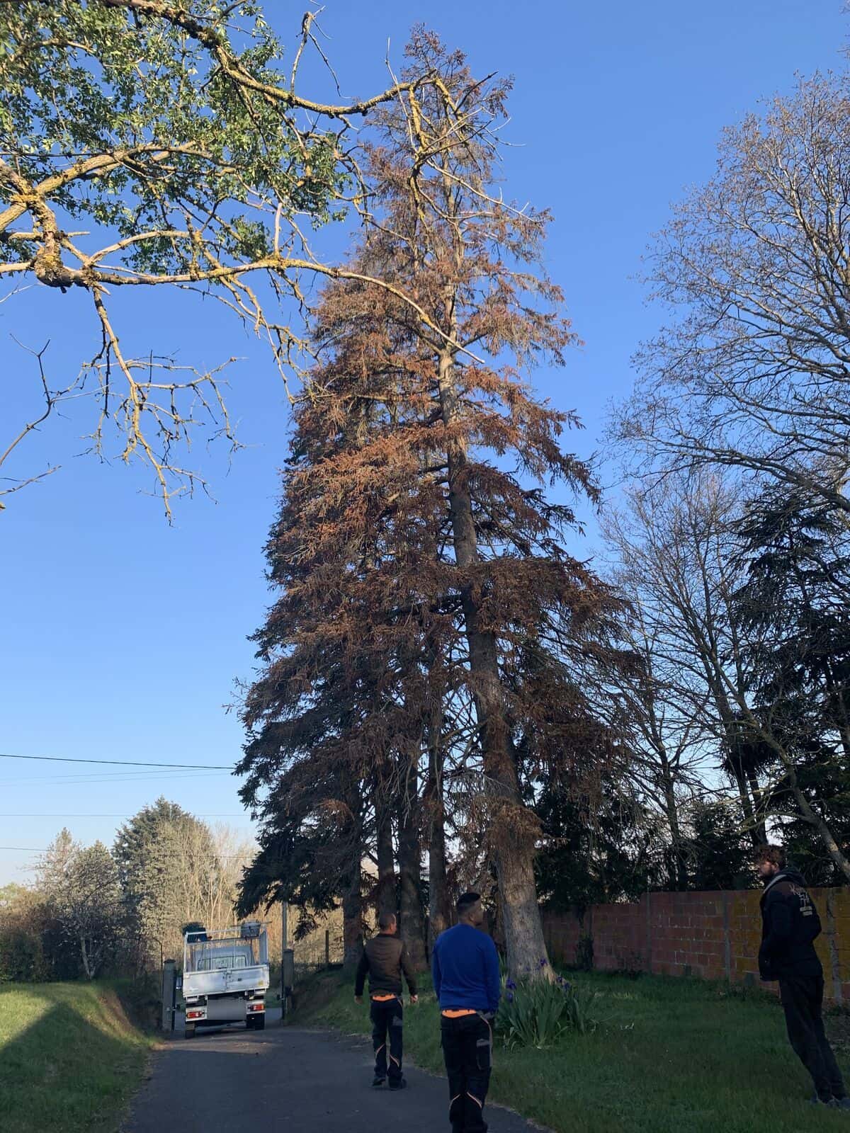 Grand conifère desséché à abattre, au bord d’une allée où attend le camion