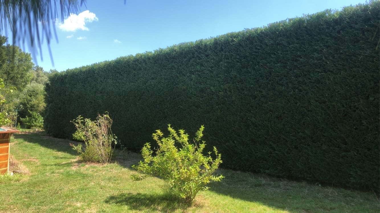Longue haie de thuyas taillée droite, en limite d’un jardin