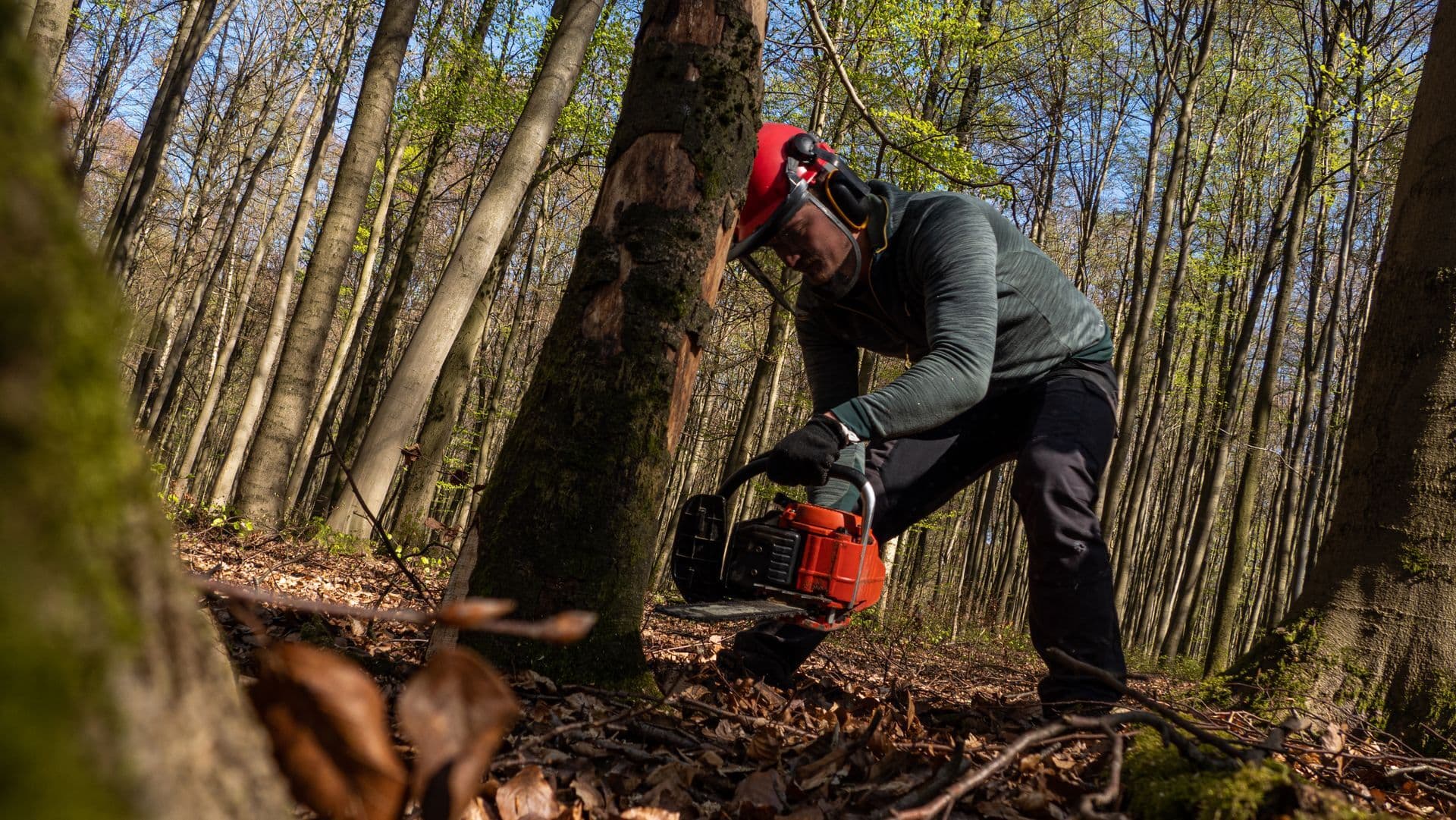 Bûcheron casqué entaillant le pied d’un arbre à la tronçonneuse, en forêt