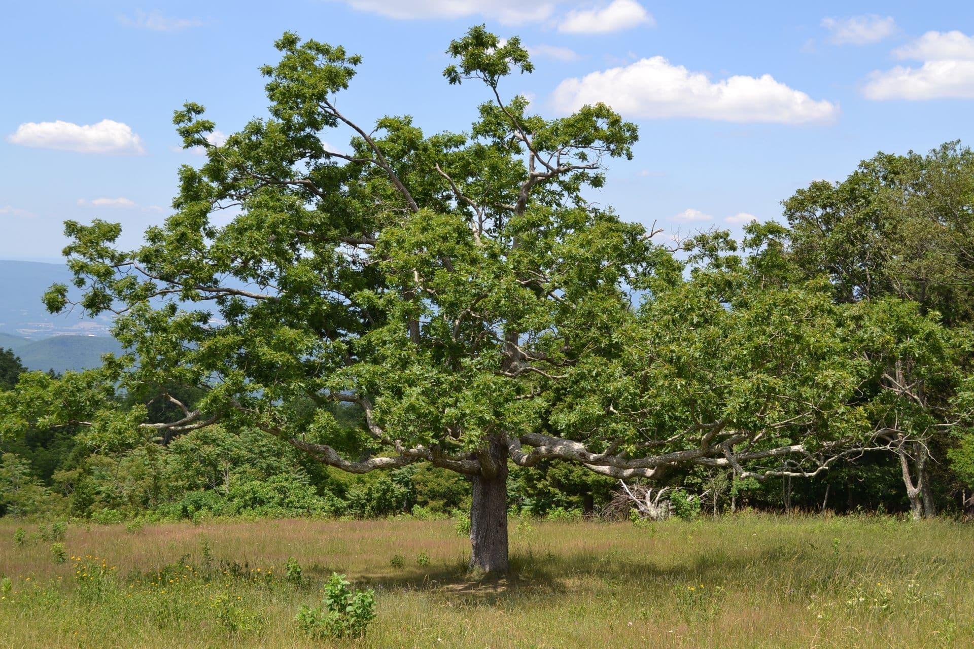 Grand chêne isolé au milieu d’une prairie, sous un ciel d’été